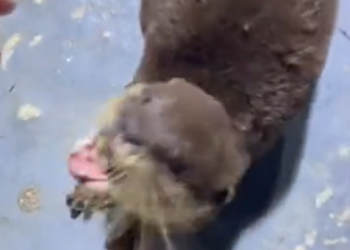 T1201015 Weak legs, broken hope, but still alive.