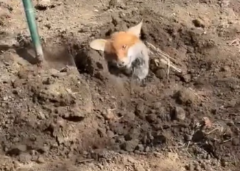 T1201017 He stayed still, saving energy for one last chance.