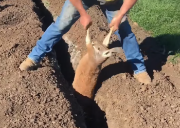 T1201018 Every breath sounded like it could be the last.