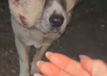 T1201019 Small body, unbearable suffering.