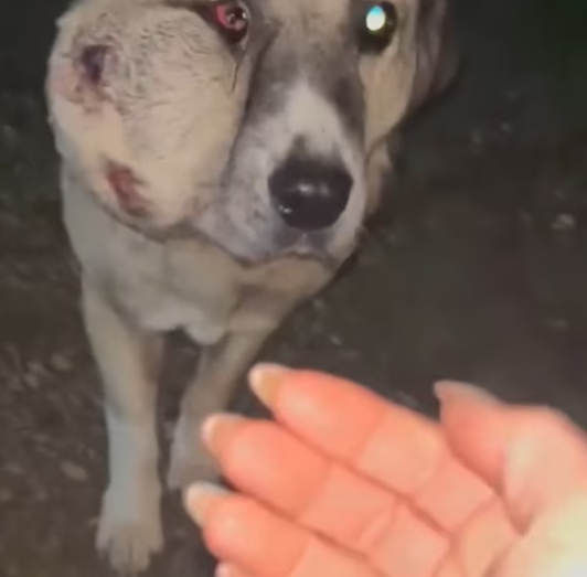 T1201019 Small body, unbearable suffering.