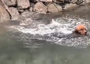 T0201014 Pain forced him to scream for help.