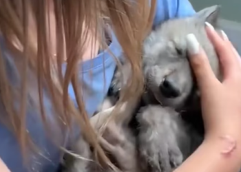 T1201020 He was fading… but not gone yet.