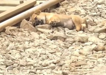 T1201021 Sometimes survival depends on being seen at the right moment.