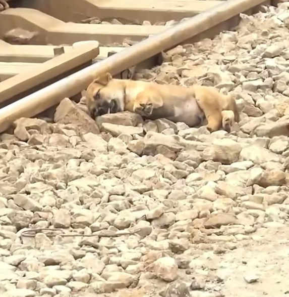 T1201021 Sometimes survival depends on being seen at the right moment.