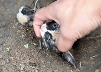 T1201022 Left behind like trash… yet still begging to live. 💔