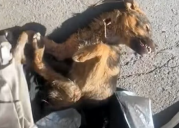 T1201025 Too weak to run, too small to survive alone.