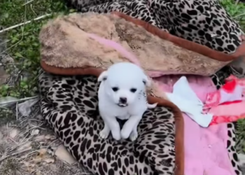 T1201026 Every breath was a struggle no one noticed.