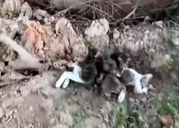 T1201028 It cried softly, hoping someone would hear.