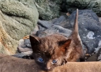 T1201029 Fear in its eyes, pain in every movement.