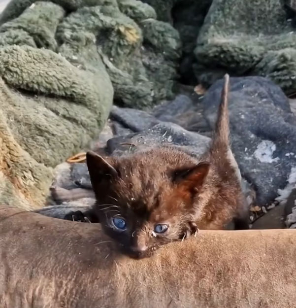 T1201029 Fear in its eyes, pain in every movement.