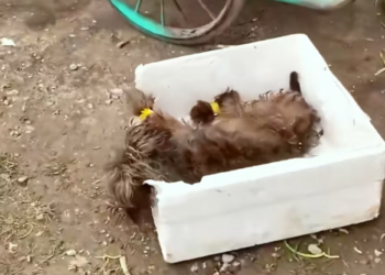 T1201030 When the world turns away, suffering stays silent.