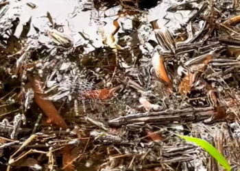 T1201031 One step closer to death… until kindness appeared.