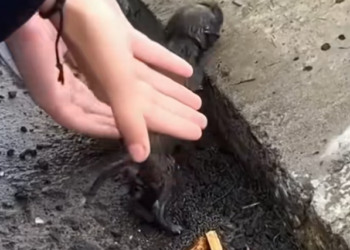 T1201032 Trembling, injured, and forgotten in plain sight.