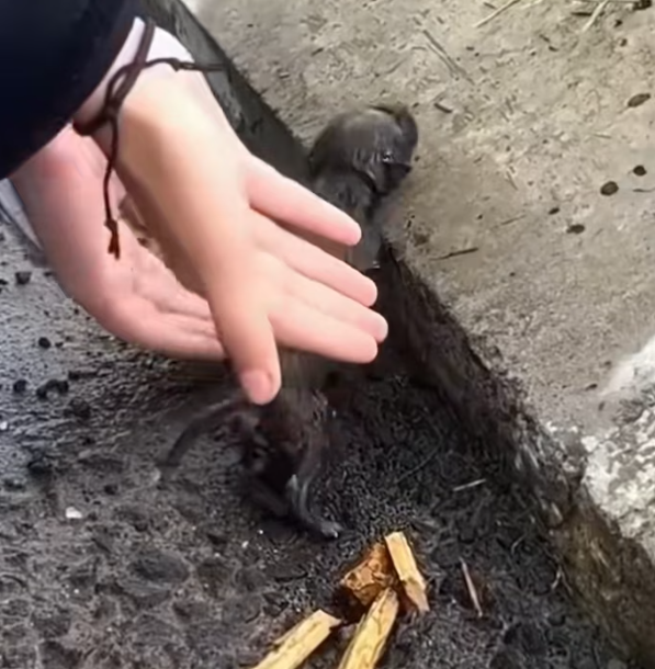 T1201032 Trembling, injured, and forgotten in plain sight.