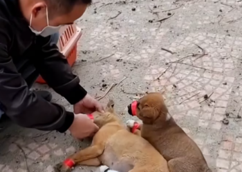 T1201033 It didn’t ask for much — just a chance to live.