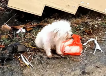 T1201034 Dragging its body forward, refusing to give up.