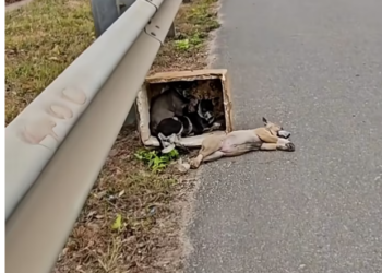 T1201035 Every cry was a plea for mercy.