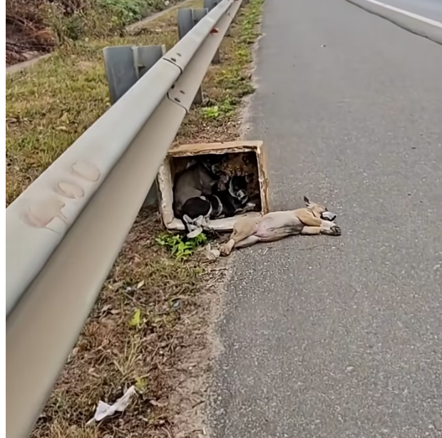 T1201035 Every cry was a plea for mercy.