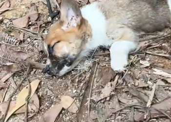 T1201036 Abandoned by humans, still trusting humans.