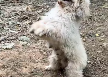 T1201037 The road kept moving… but it couldn’t.