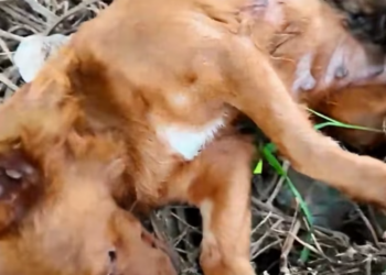 T1201038 Left to fade away where no one would look.