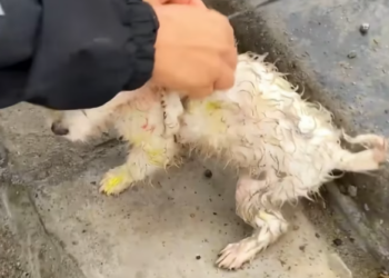 T1201039  Weak, wounded, and terrified — yet still alive.