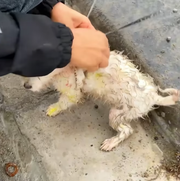 T1201039  Weak, wounded, and terrified — yet still alive.