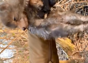 T1201040 It lay there shaking, waiting for help or the end.