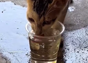 T0201016 Fear wrapped around him tighter than the trap.