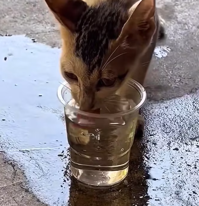 T0201016 Fear wrapped around him tighter than the trap.