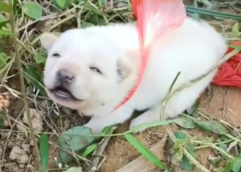 T1201041 Born innocent, punished by neglect.