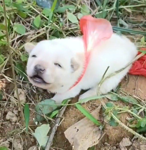 T1201041 Born innocent, punished by neglect.