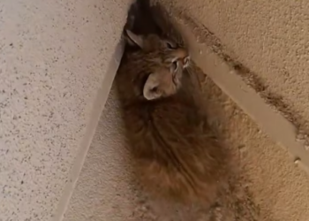 T1201042 Its eyes told a story words never could.