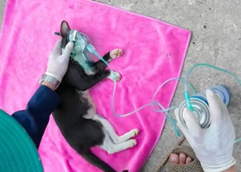 T1201043 Surrounded by danger, saved by compassion.