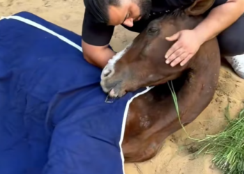 T1201045 No shelter, no food, only fear.