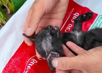 T1201046 It cried not for attention, but for survival.