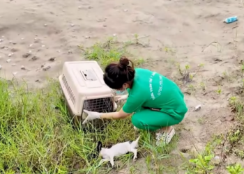 T1201047 A fragile life hanging by a thread.