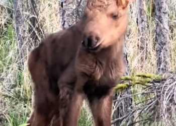 T1201048 Suffering quietly, hoping someone would care.