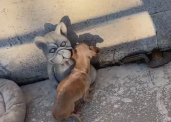 T1201049 The moment kindness arrived, everything changed.