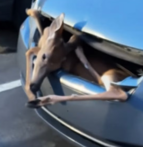 T1201050 From despair to hope — one rescue at a time. ❤️