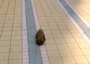 T0201017 His cries were louder than his strength.