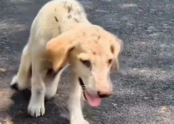 T1601002 In the darkness, those eyes were still searching for hope.