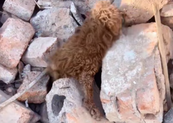 T1601003 Its whole body trembled, yet it refused to give up.