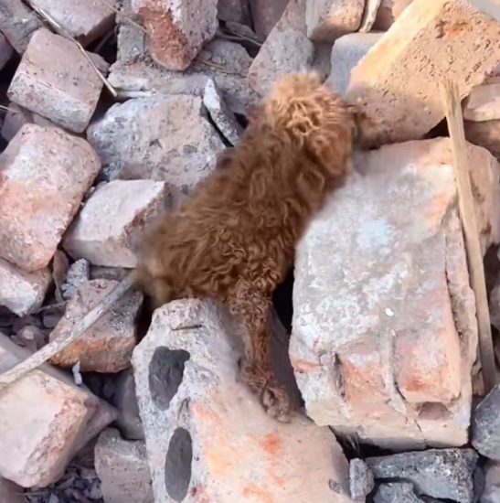 T1601003 Its whole body trembled, yet it refused to give up.