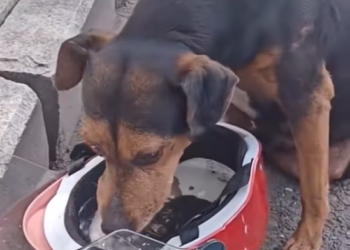 T1601004 No one heard the quiet cry in a noisy world.