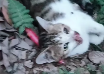 T1601005 Every scratch tells a story of pain it cannot explain.