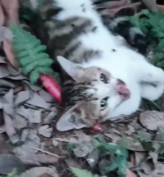 T1601005 Every scratch tells a story of pain it cannot explain.