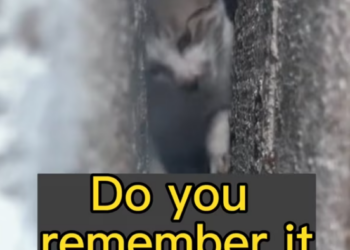 T1601006 It crawled forward not to escape, but simply to survive.