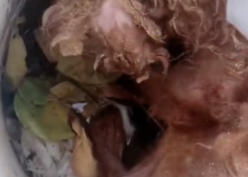 T1601008 Even surrounded by fear, it kept holding on.